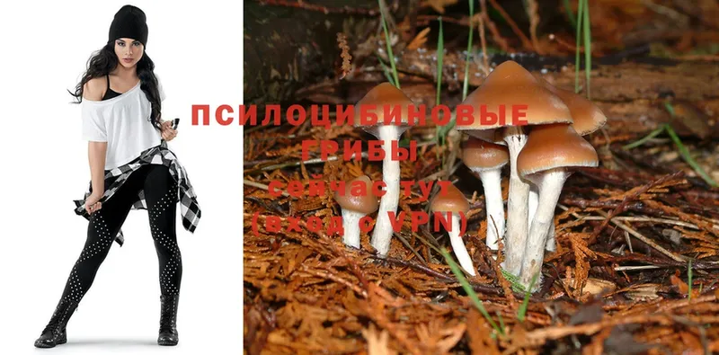 Псилоцибиновые грибы Psilocybine cubensis  Мурино 